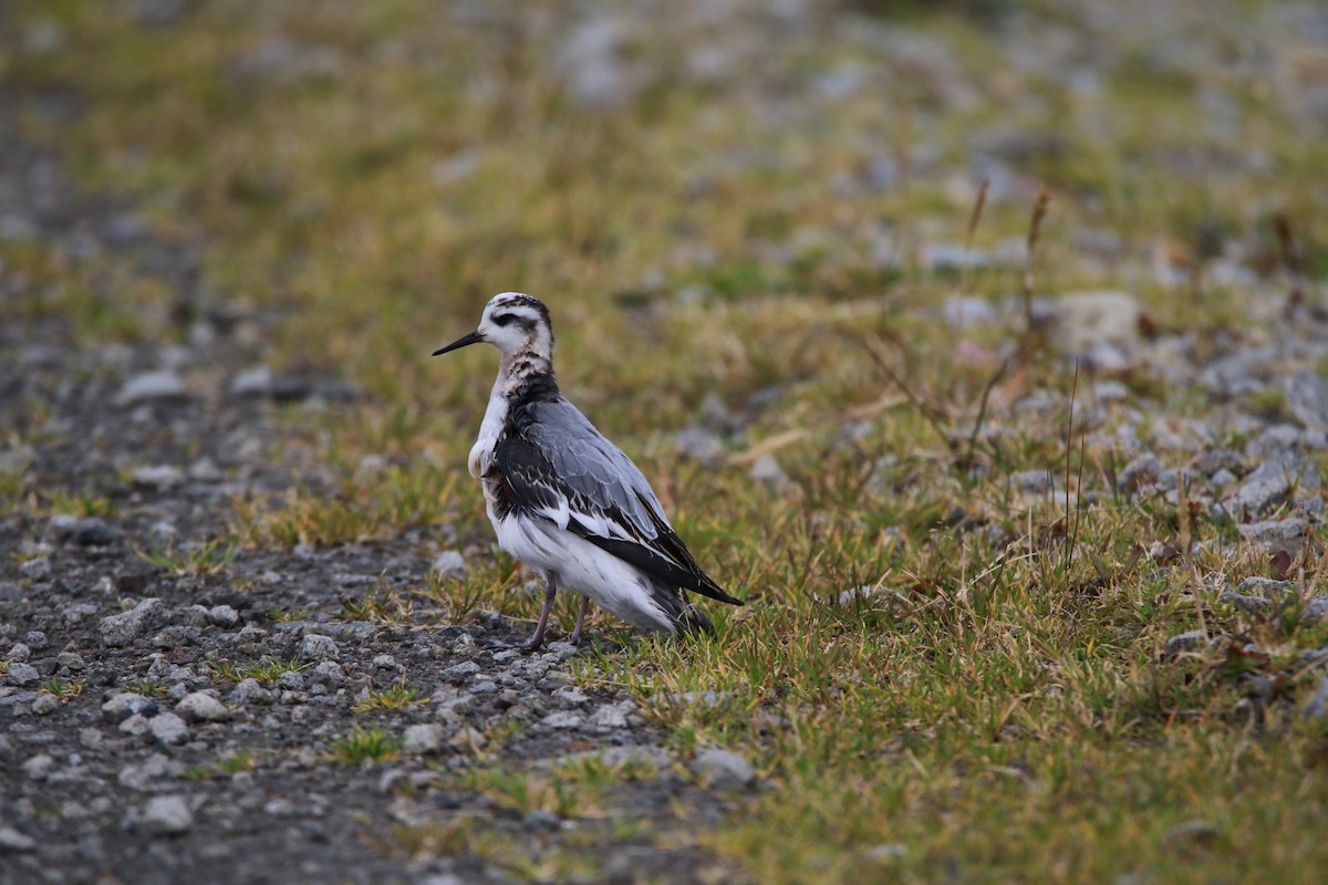 Red Phalarope - ML177695501