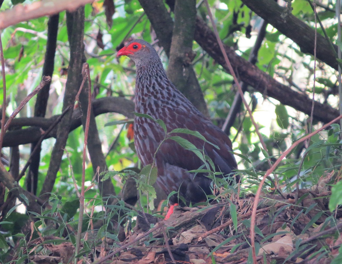 Handsome Spurfowl - ML177695591