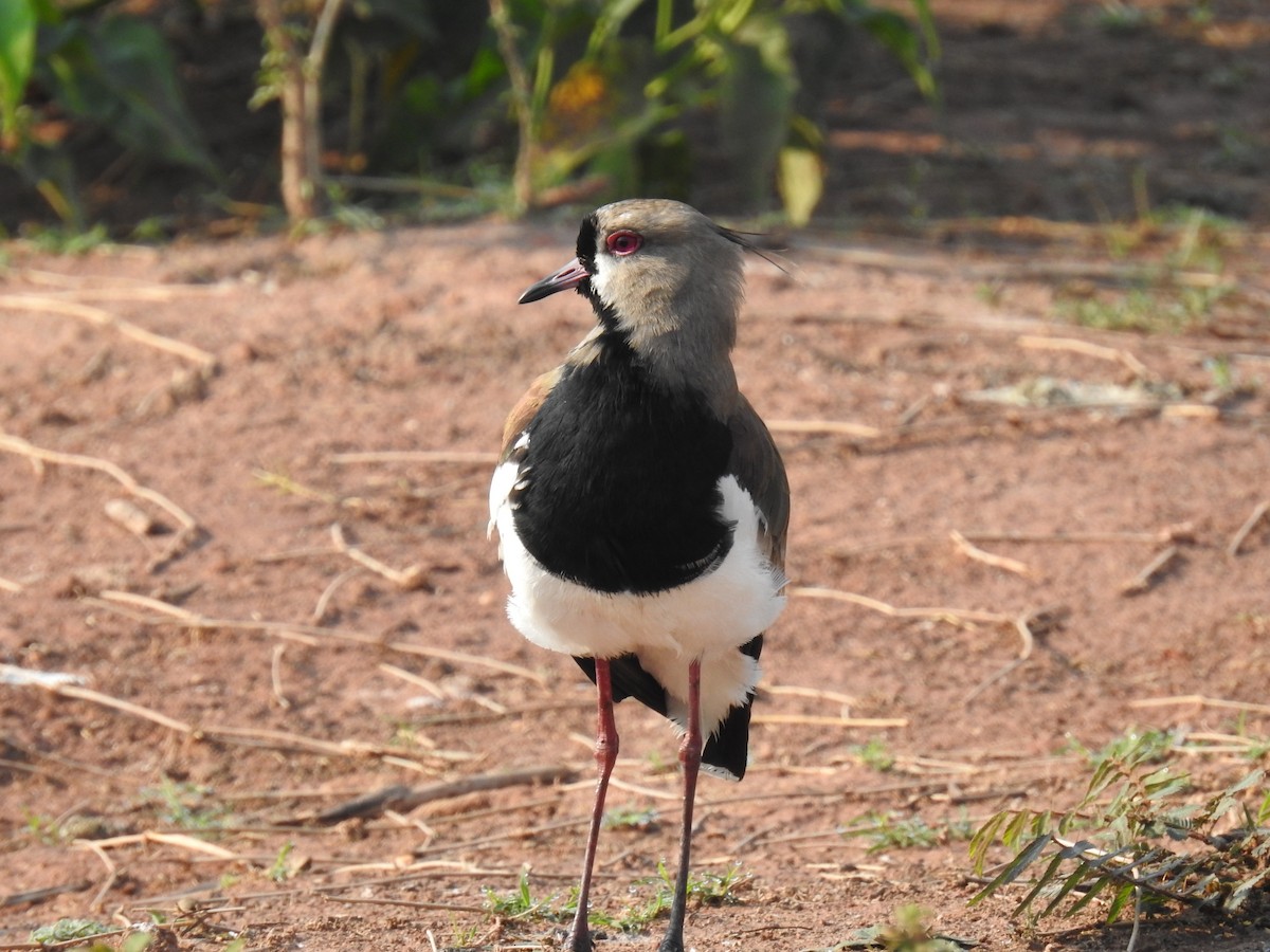 Southern Lapwing - Jenny Flexman