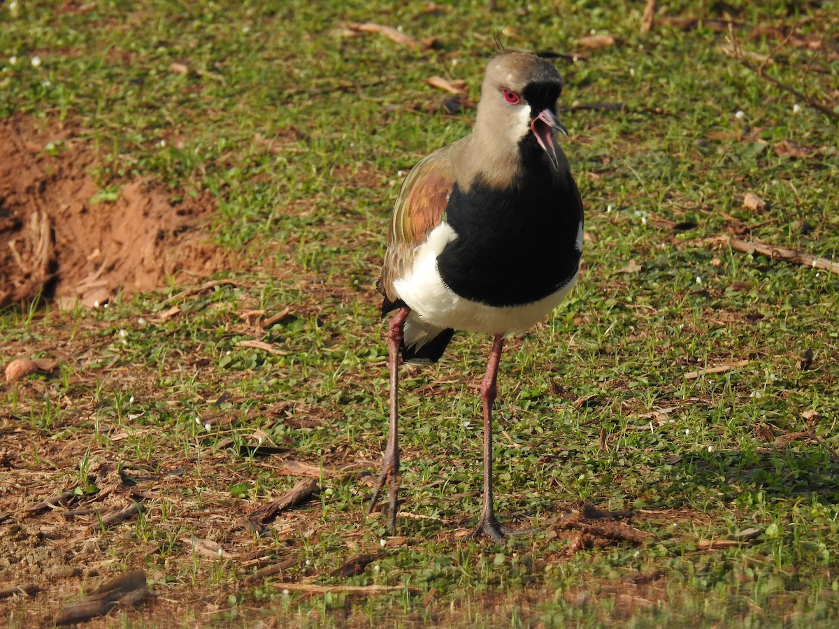 Southern Lapwing - ML177695791