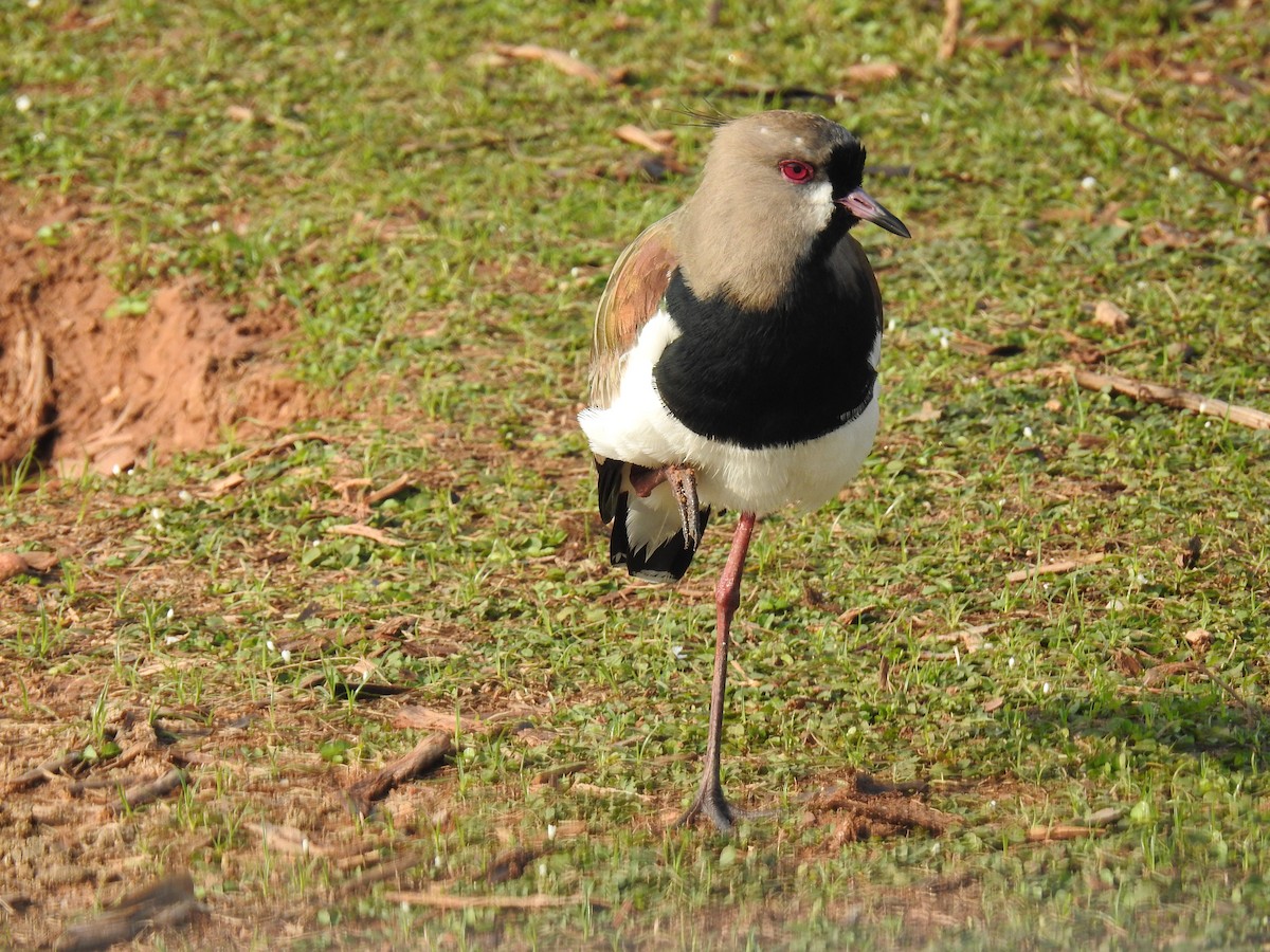 Southern Lapwing - Jenny Flexman