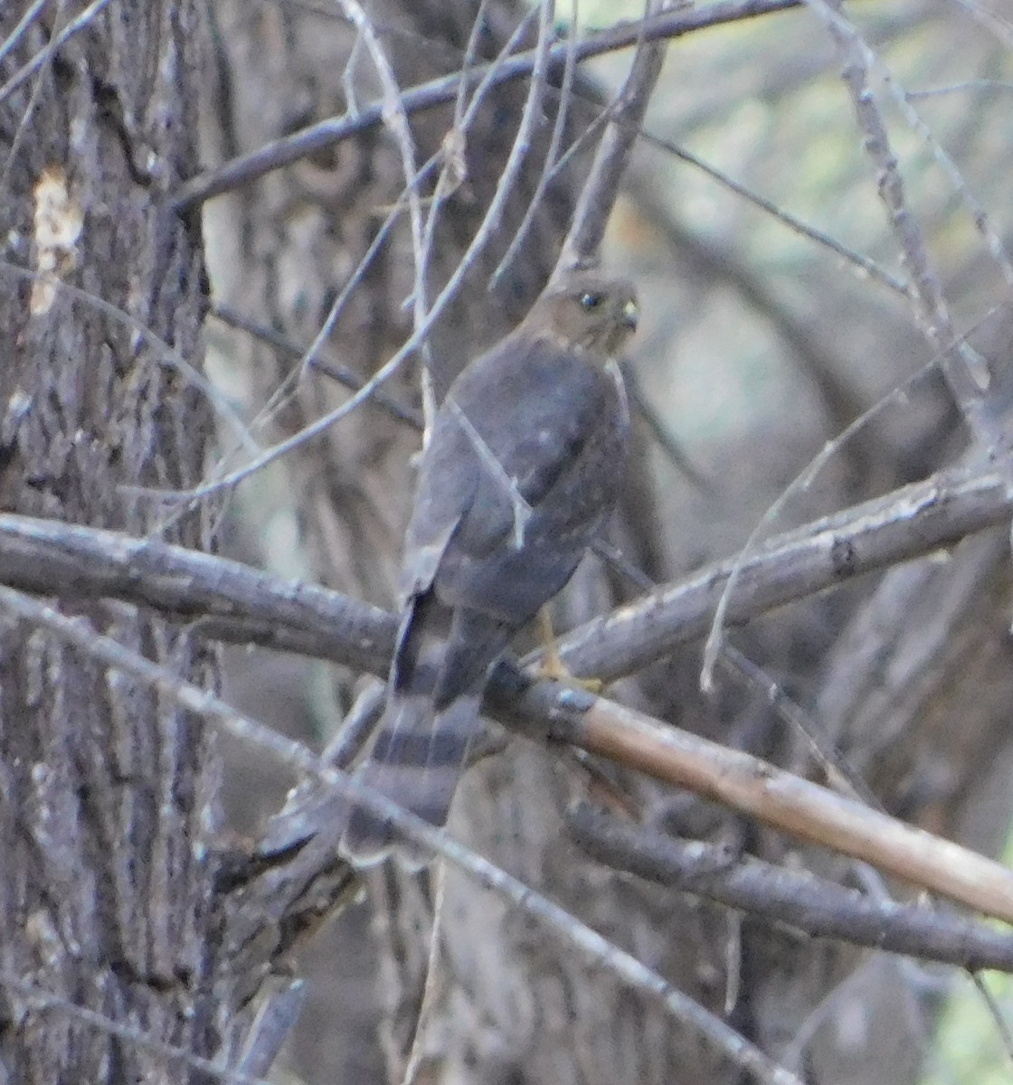 Sharp-shinned Hawk (Northern) - ML177696021