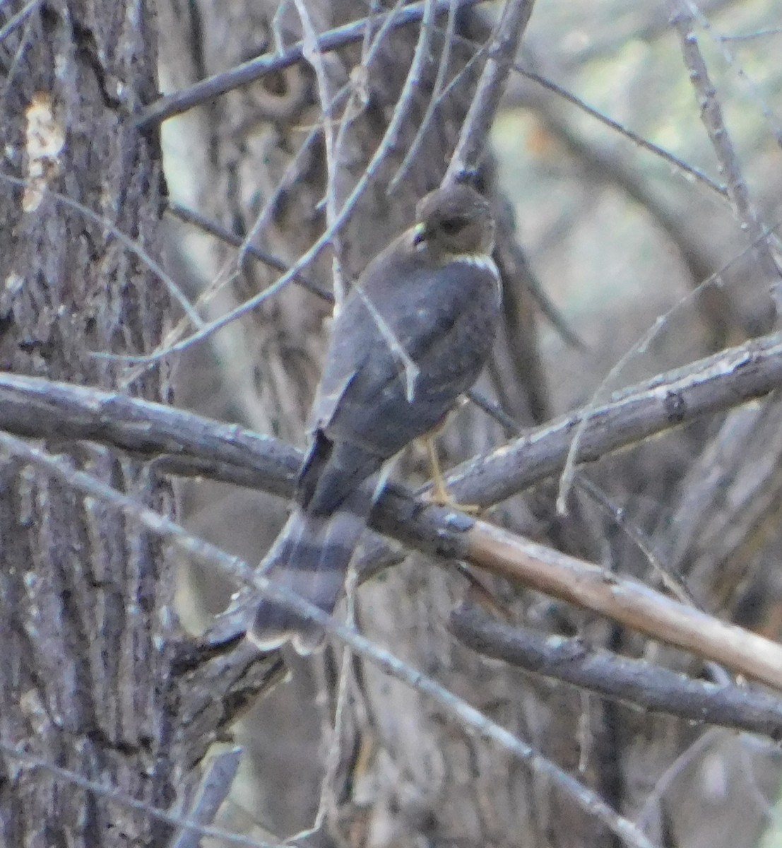 Sharp-shinned Hawk (Northern) - ML177696181