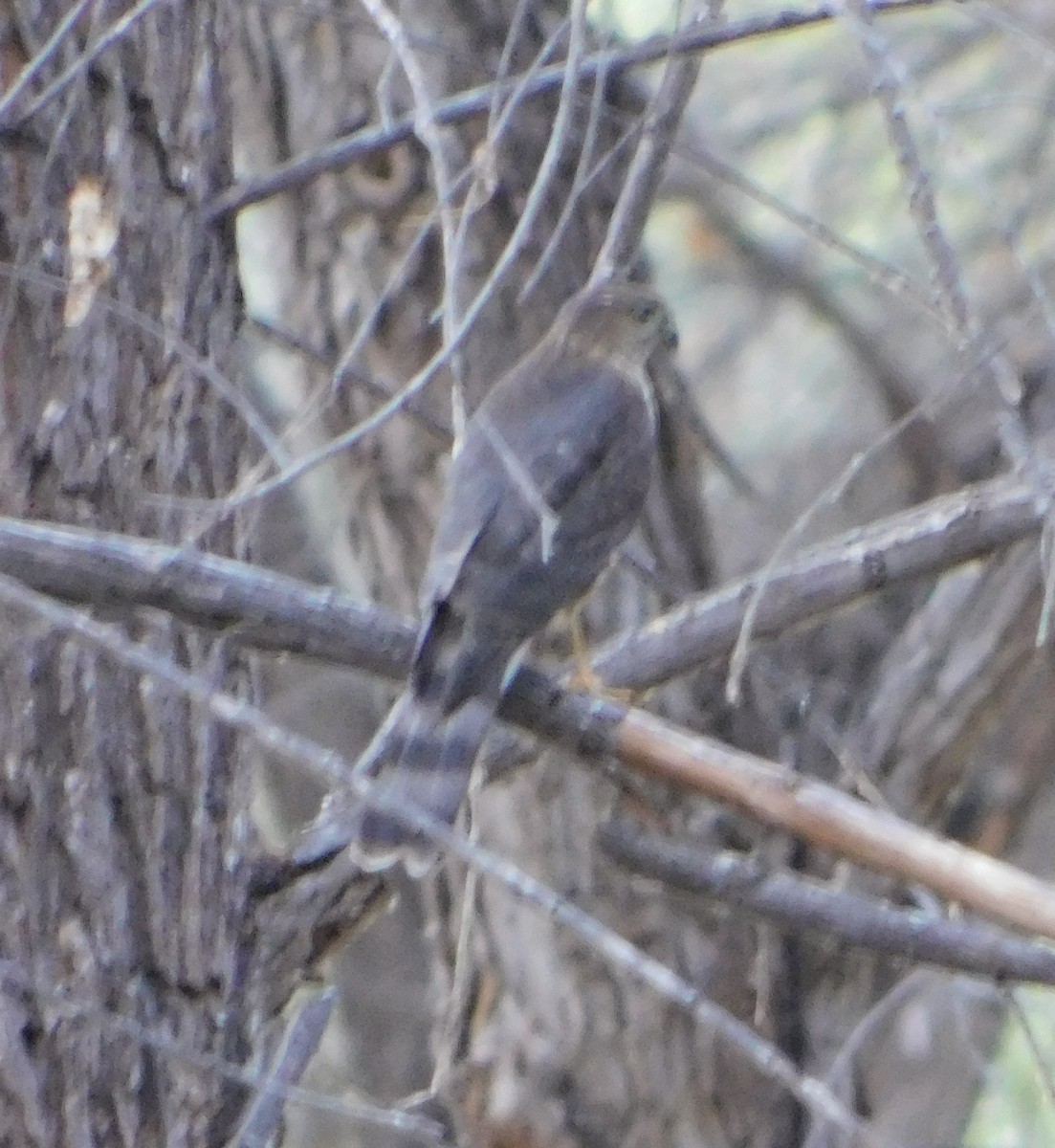 Sharp-shinned Hawk (Northern) - ML177696191