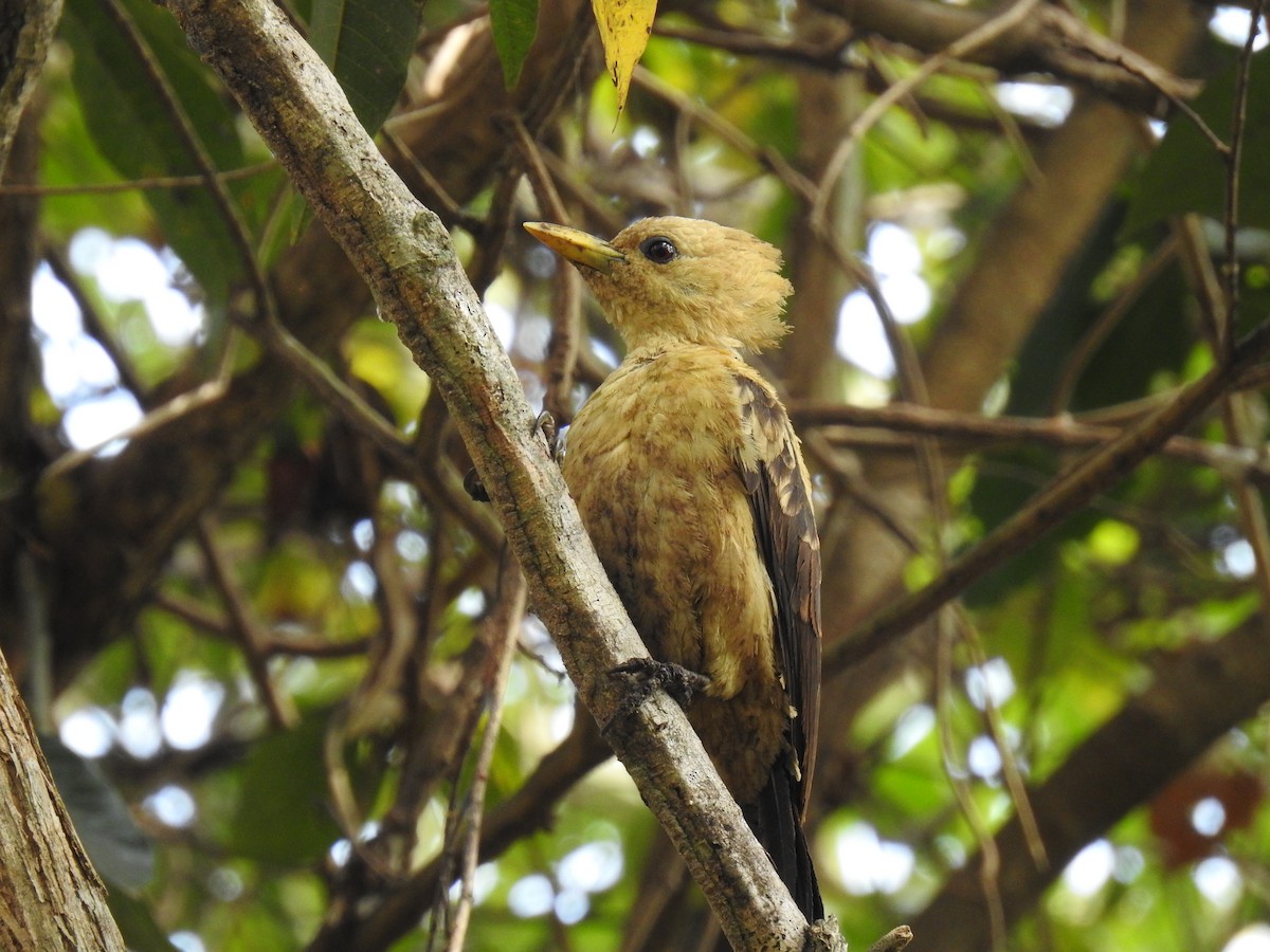 Cream-colored Woodpecker - ML177697351