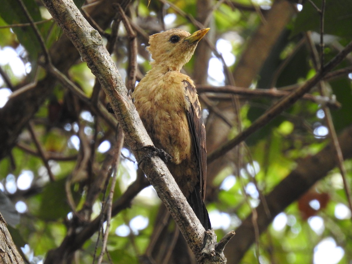 Cream-colored Woodpecker - ML177697361