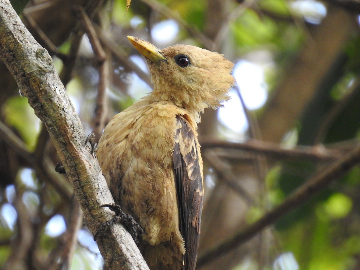 Cream-colored Woodpecker - Jenny Flexman