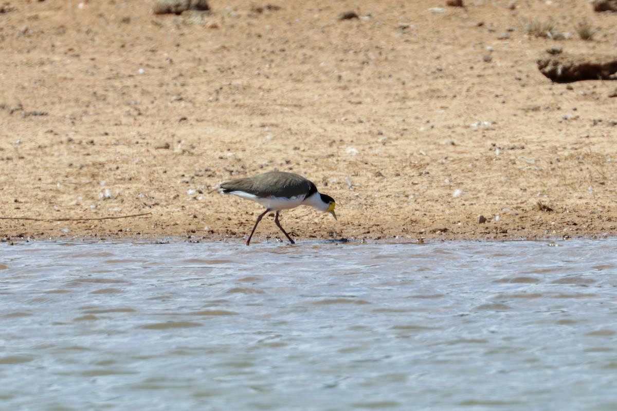 Masked Lapwing (Black-shouldered) - Tommy Pedersen