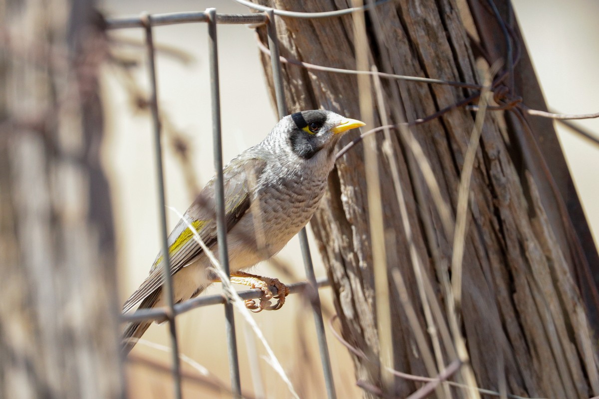 Noisy Miner - ML177698161