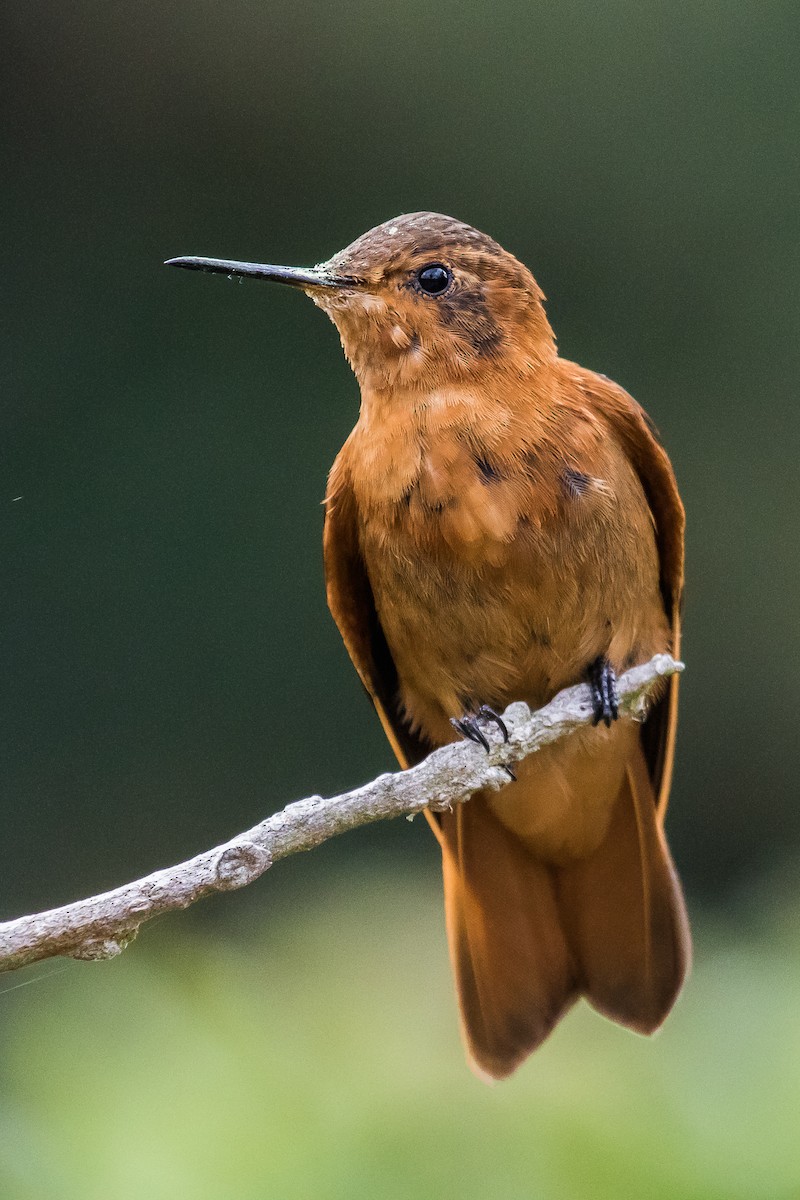 Colibrí Cobrizo - ML177699771