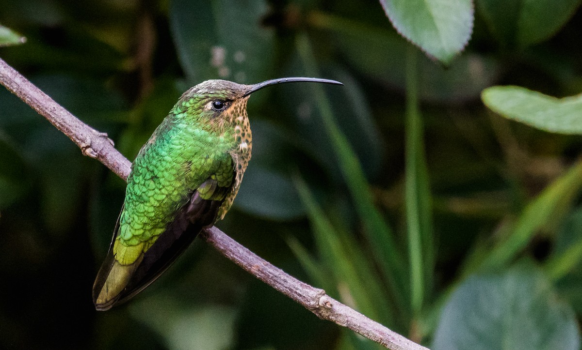 Colibrí Aterciopelado - ML177699791