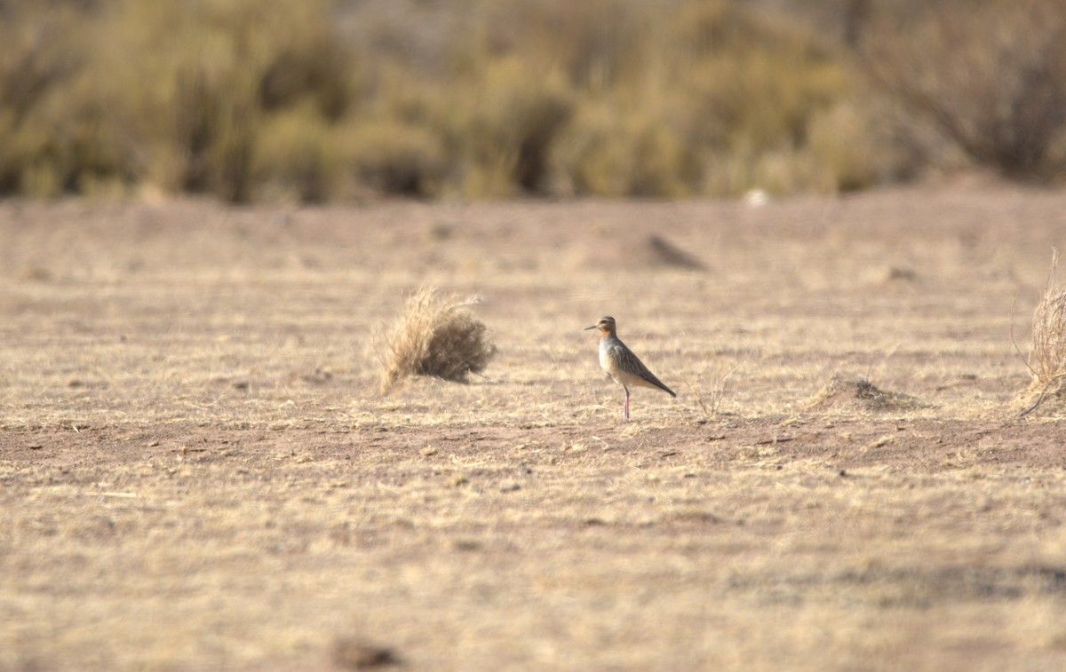 Tawny-throated Dotterel - ML177699831