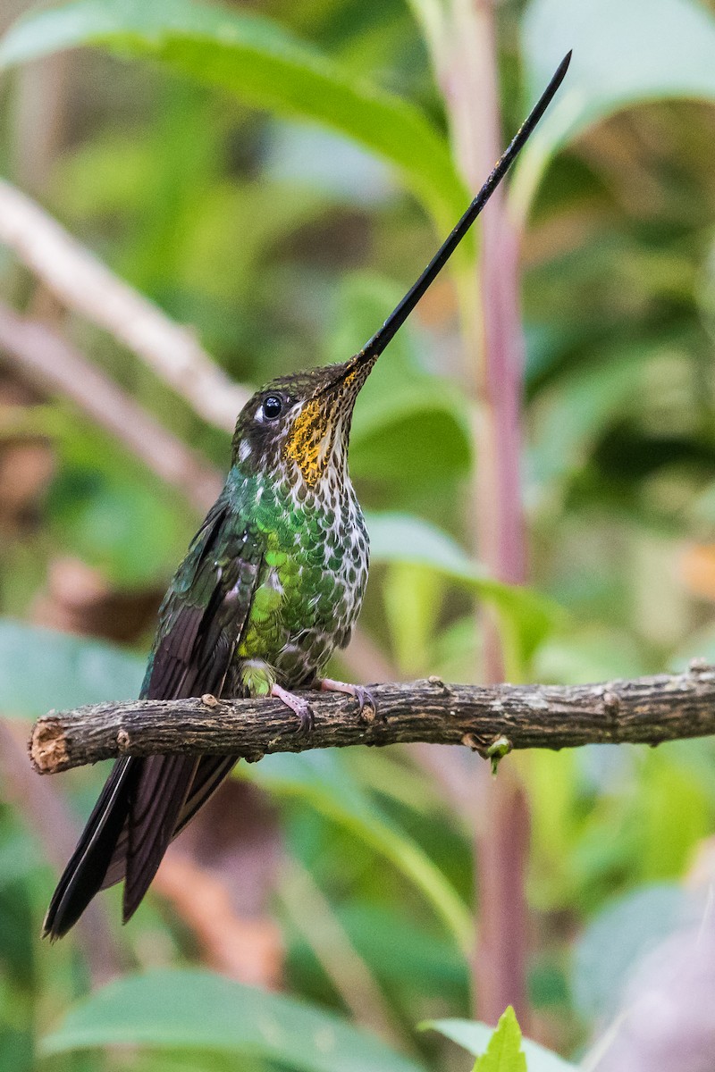 Sword-billed Hummingbird - David Monroy Rengifo