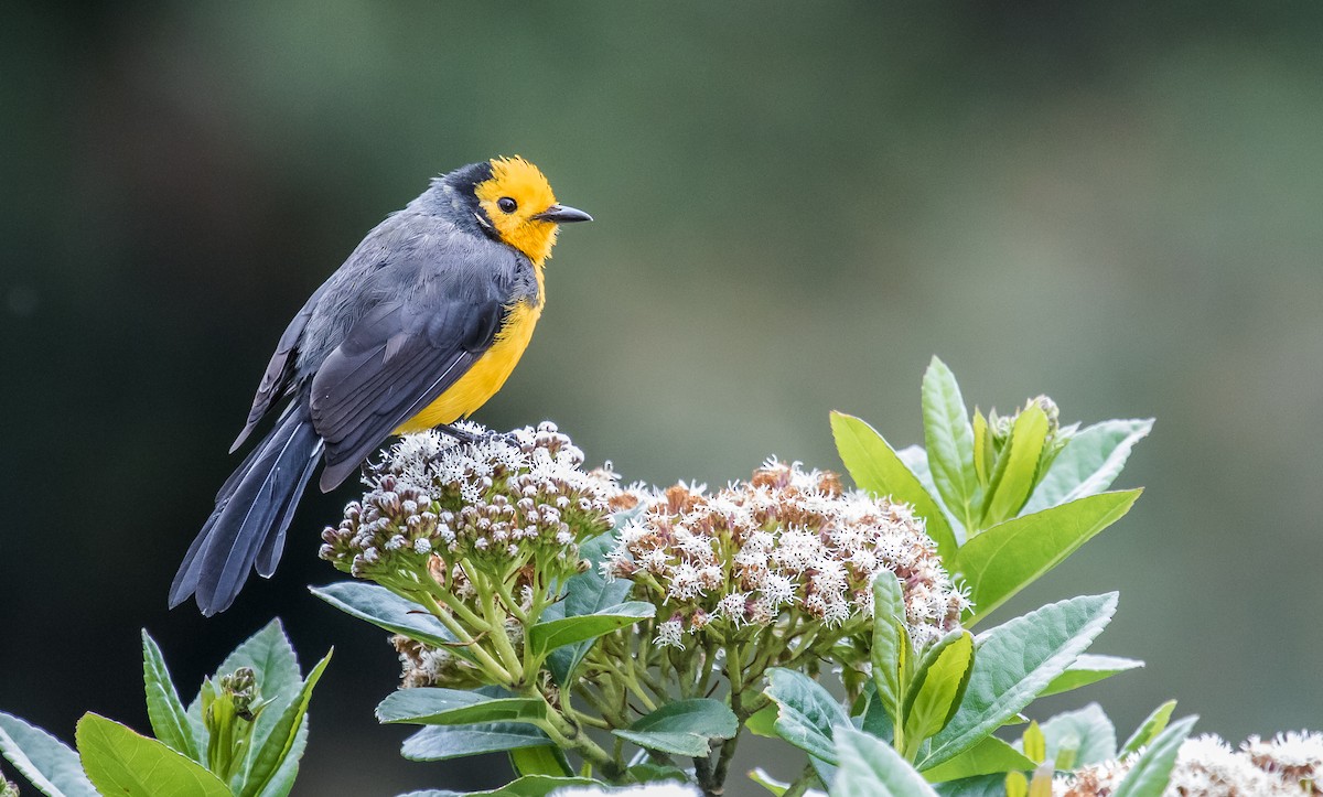 Golden-fronted Redstart (Golden-fronted) - ML177699851