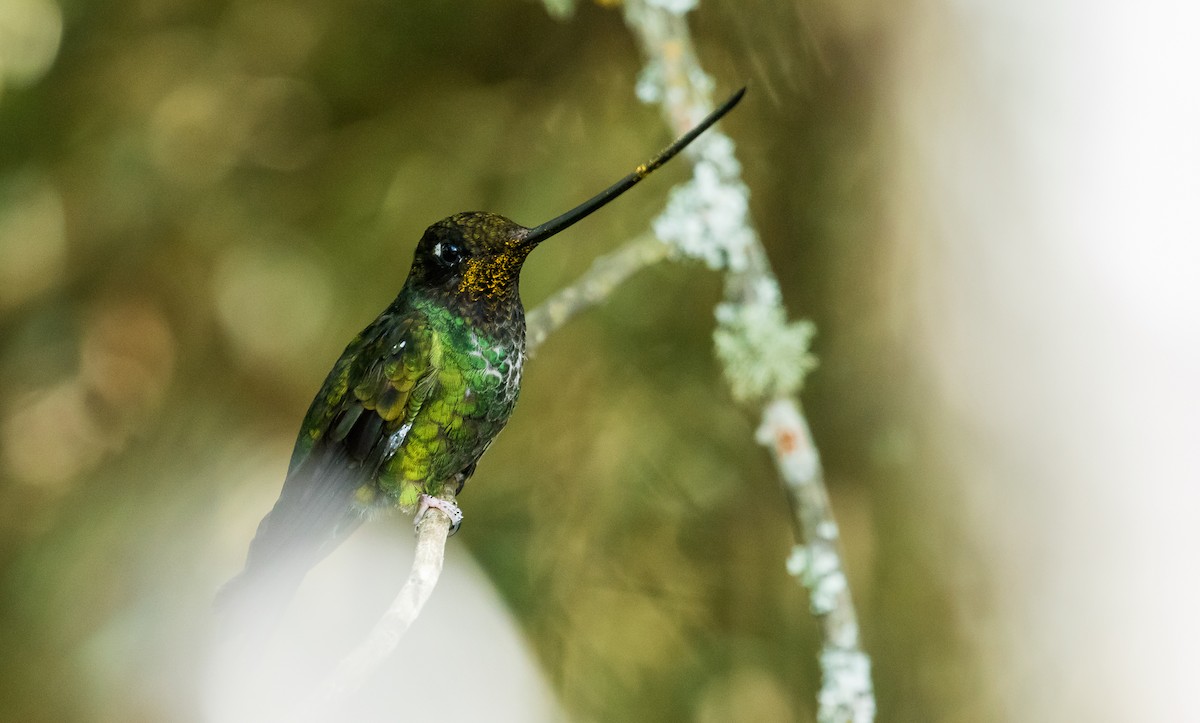 Sword-billed Hummingbird - David Monroy Rengifo