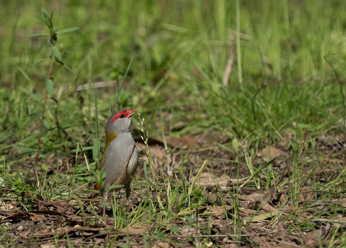 Red-browed Firetail - ML177701021