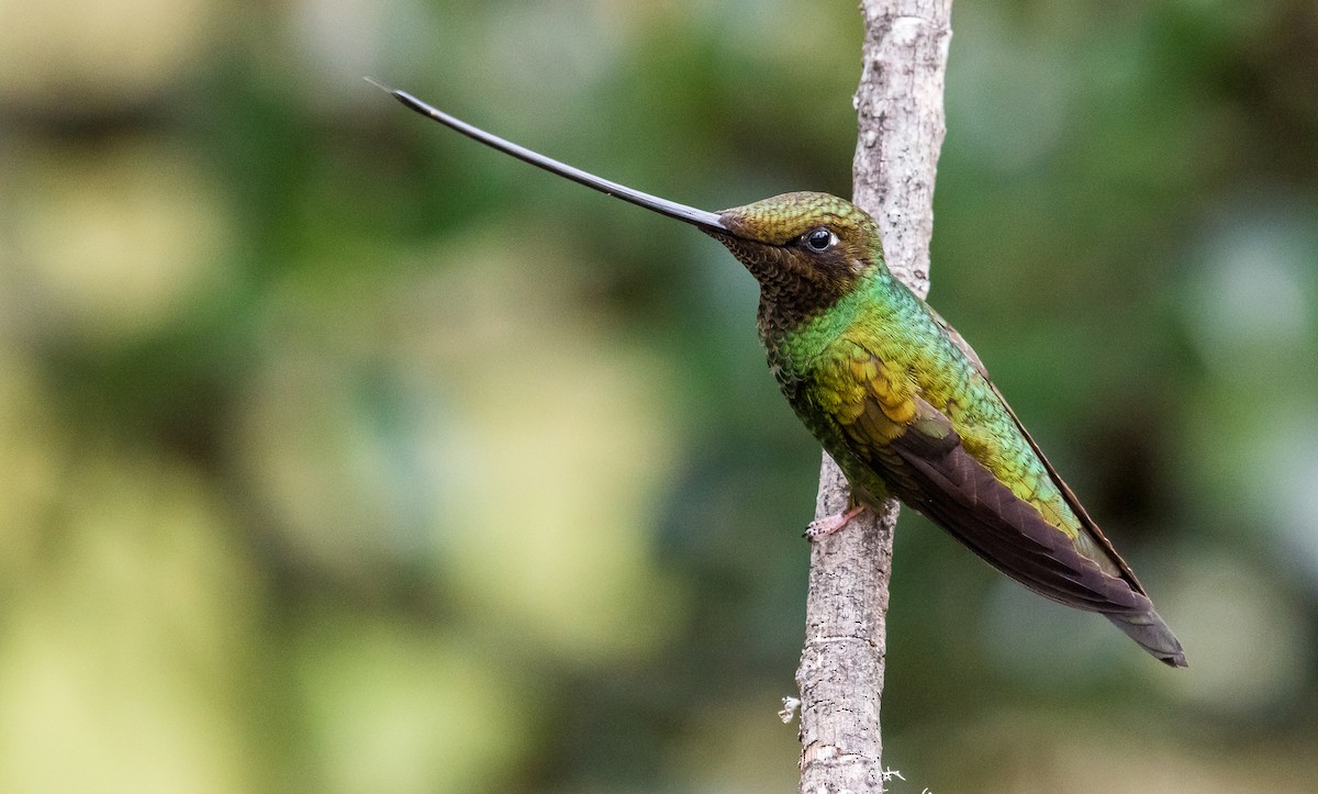 Sword-billed Hummingbird - David Monroy Rengifo