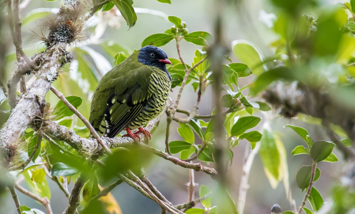 Barred Fruiteater - David Monroy Rengifo