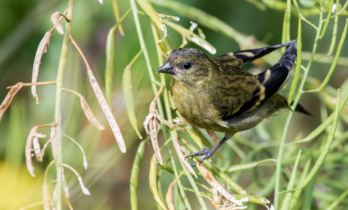 Hooded Siskin - ML177701901