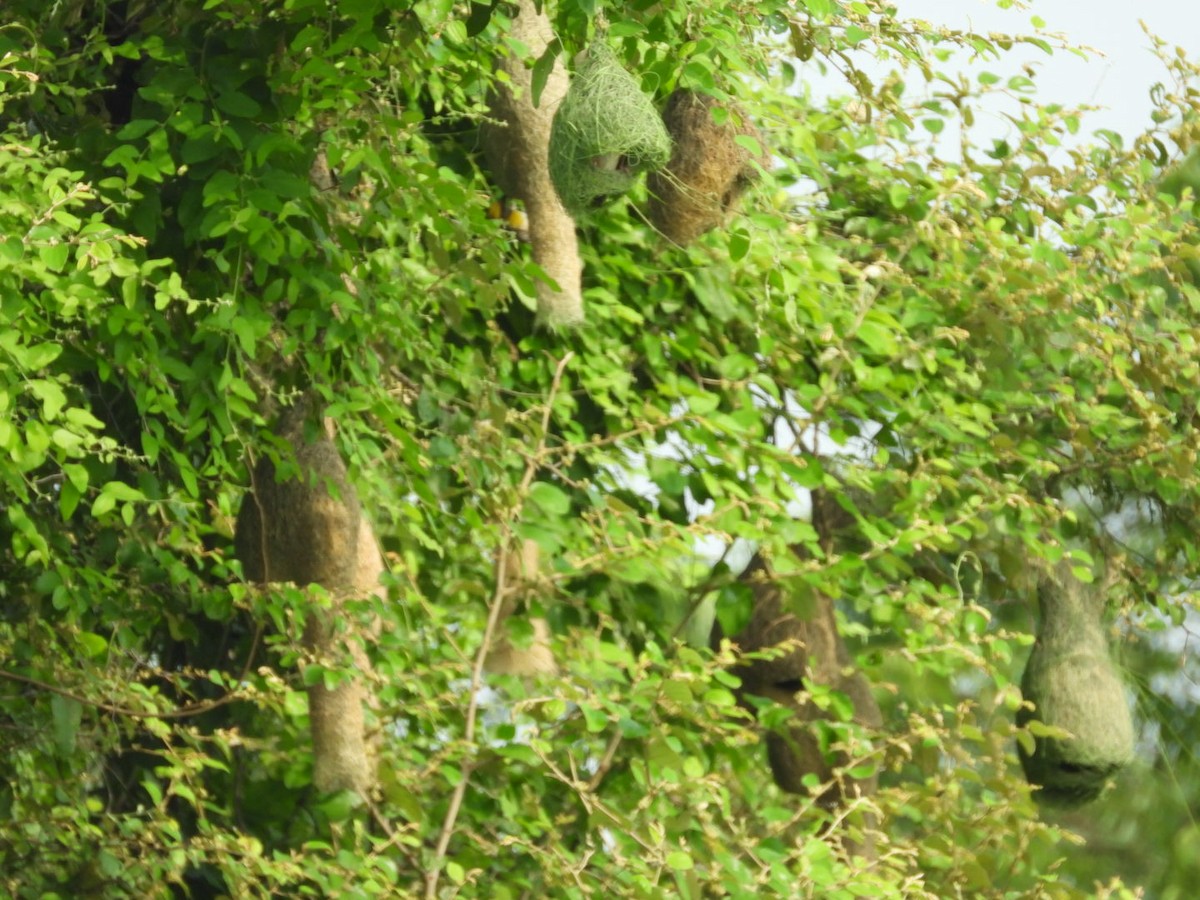 Baya Weaver - Lakshmikant Neve