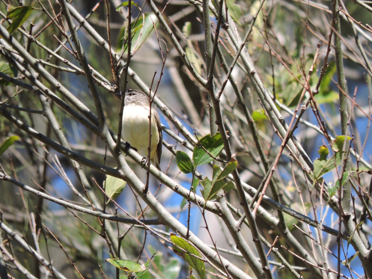 Yellow-rumped Thornbill - ML177703741