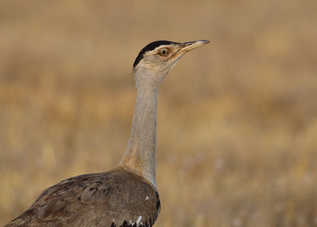 Australian Bustard - ML177705661