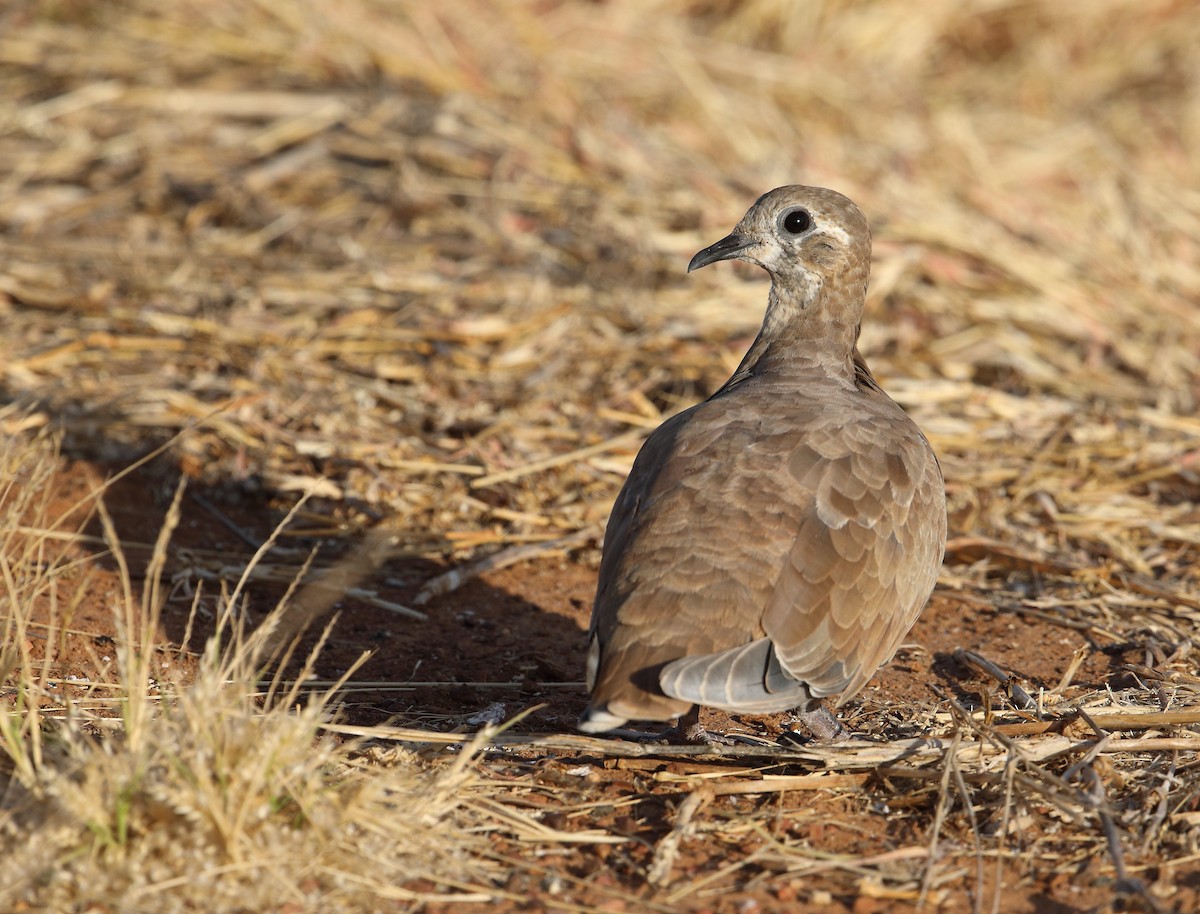 Flock Bronzewing - Marc Gardner