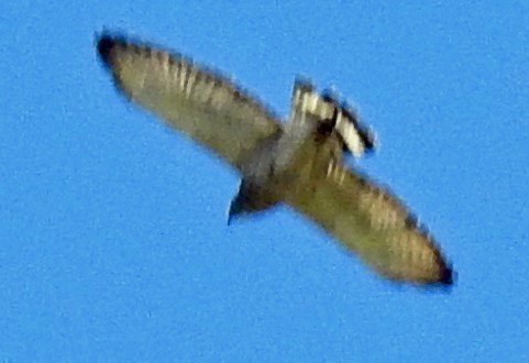 Broad-winged Hawk - ML177706151