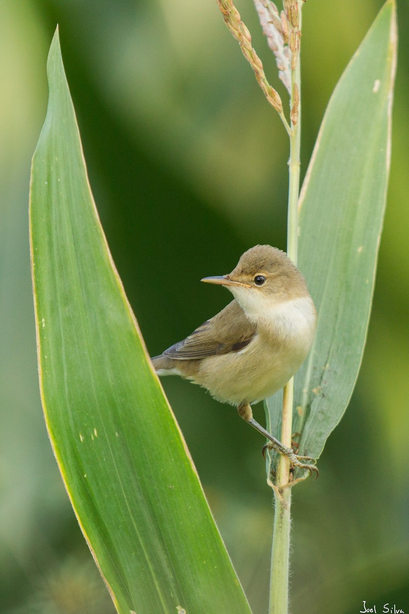 Common Reed Warbler - Joel Silva