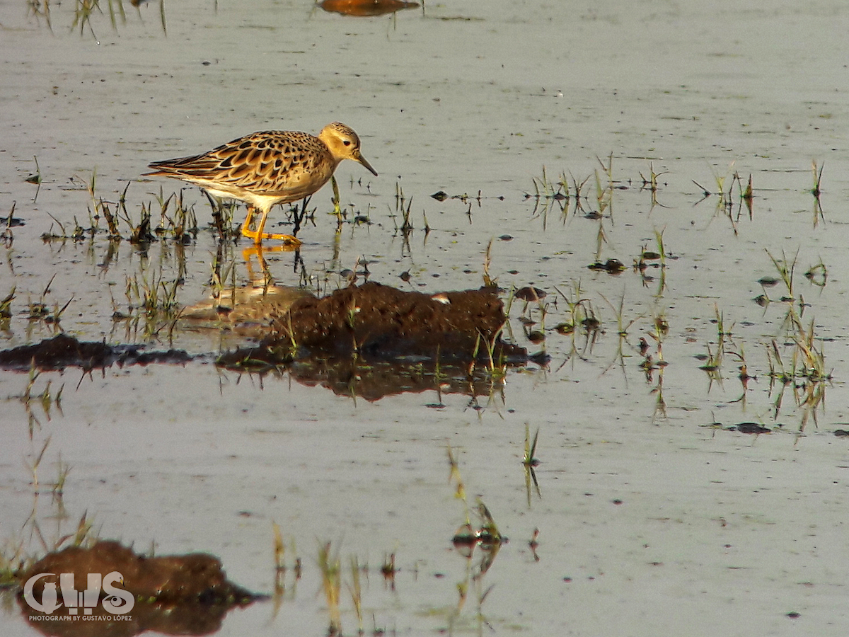 Buff-breasted Sandpiper - ML177708091