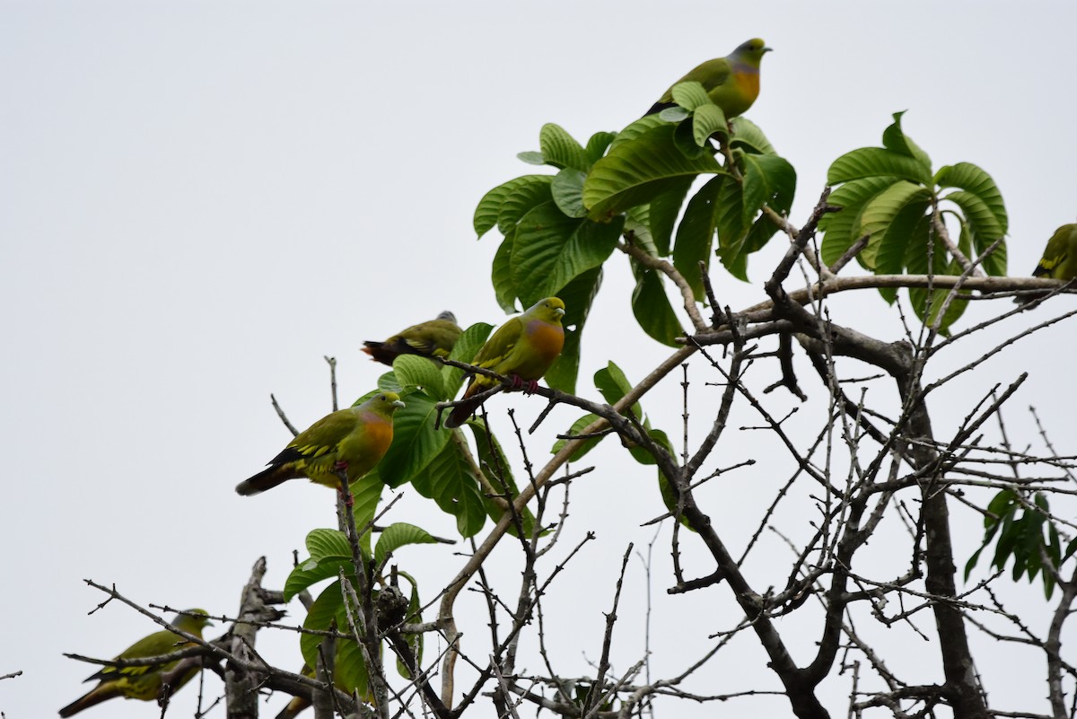 Orange-breasted Green-Pigeon - ML177708861