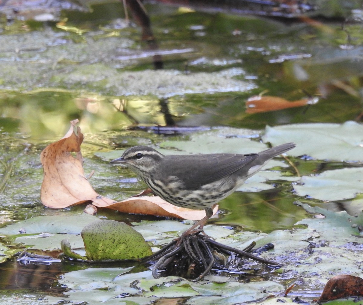 Northern Waterthrush - ML177709111