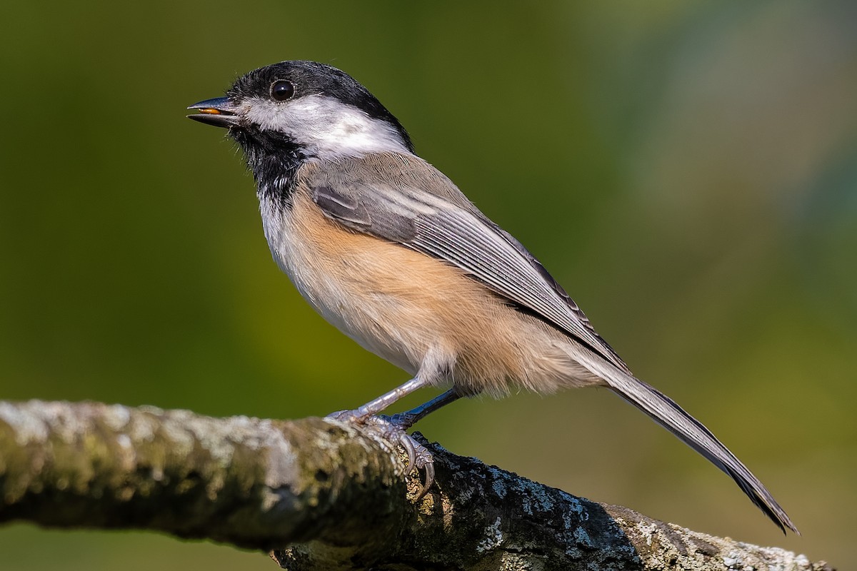 Black-capped Chickadee - ML177709311