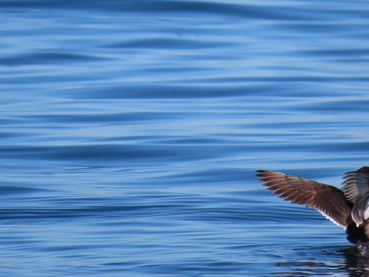 Common Murre - Scott Clark