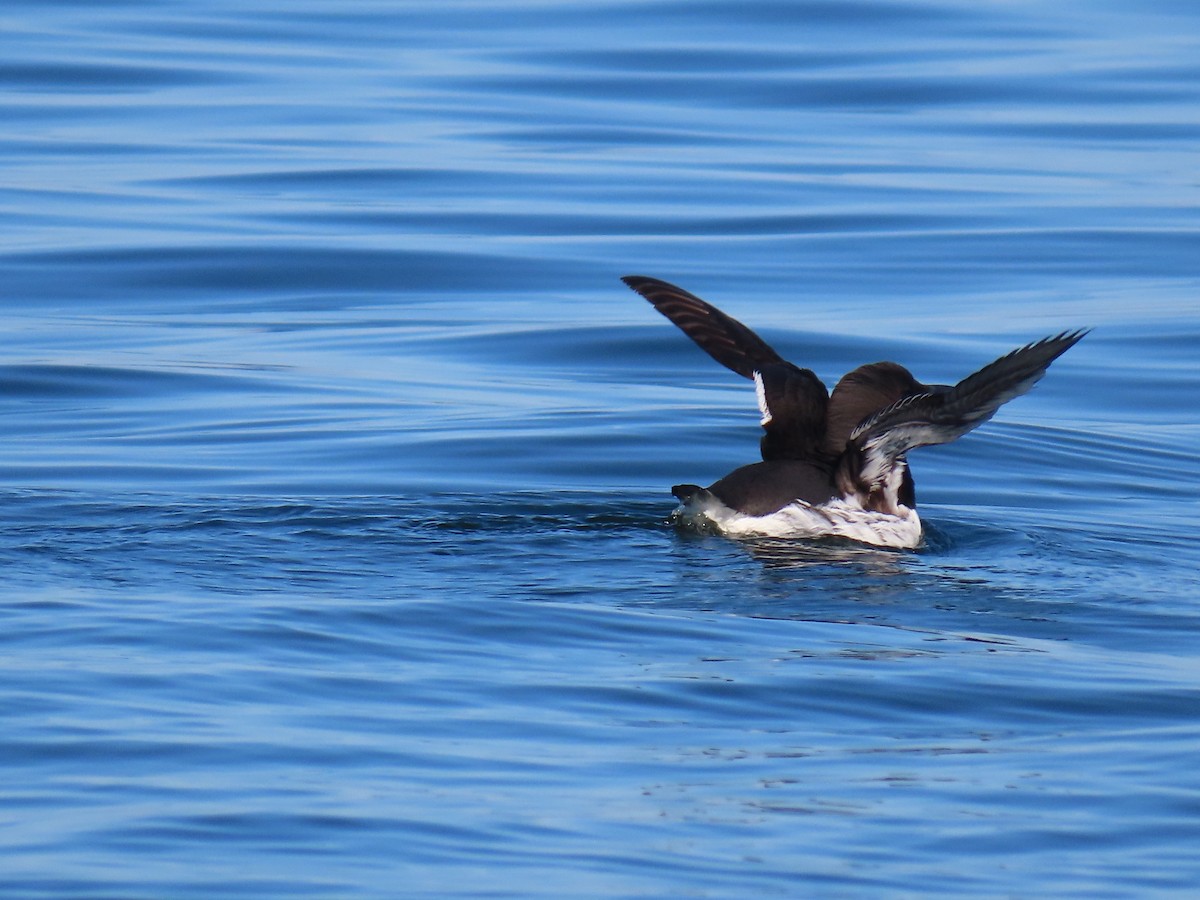 Common Murre - ML177709881