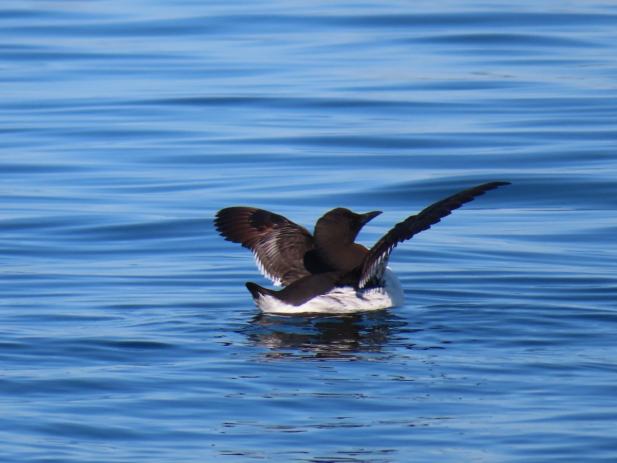 Common Murre - ML177709891