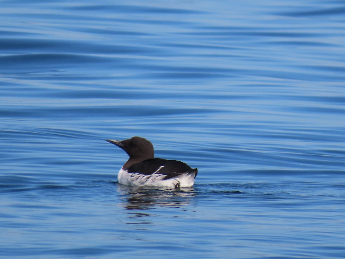 Common Murre - Scott Clark