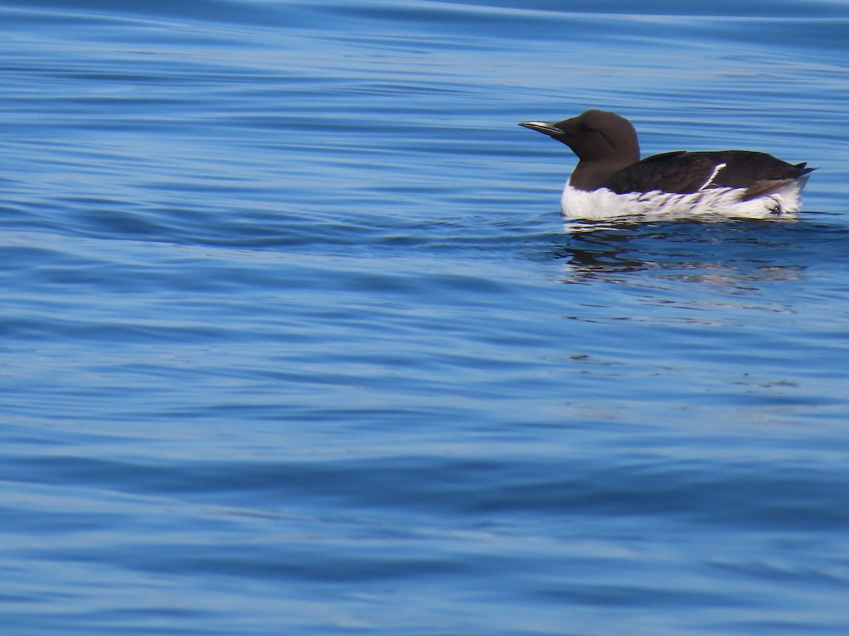 Common Murre - ML177710501