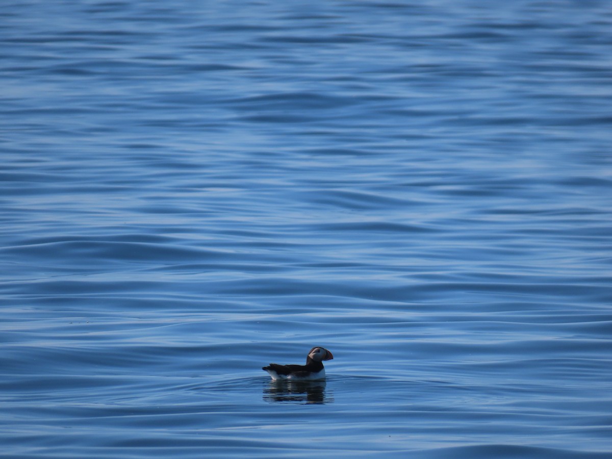 Atlantic Puffin - Scott Clark