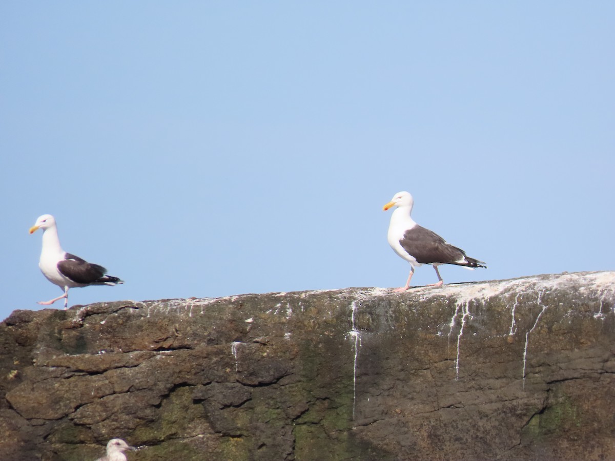 Great Black-backed Gull - Scott Clark