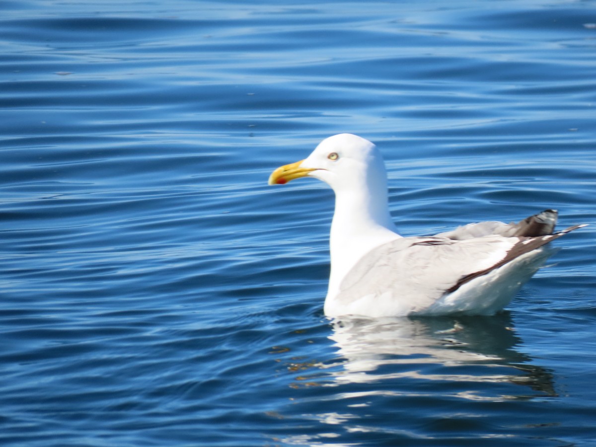 Herring Gull (American) - ML177712251