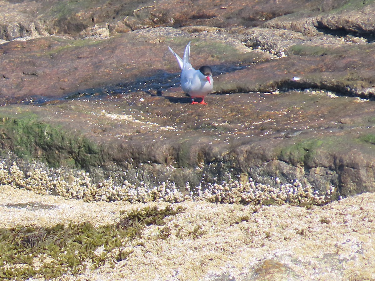 Arctic Tern - ML177712331