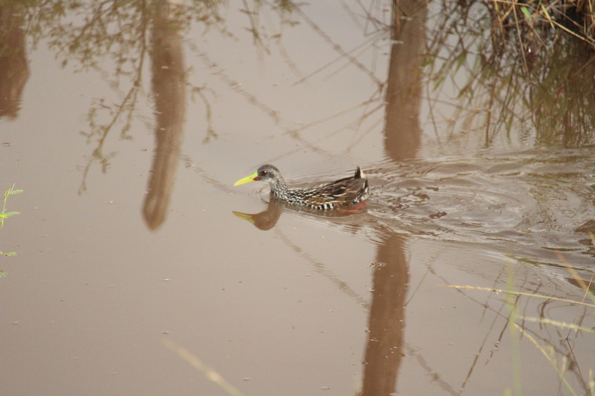 Spotted Rail - Alan Marcel Braga Feitosa