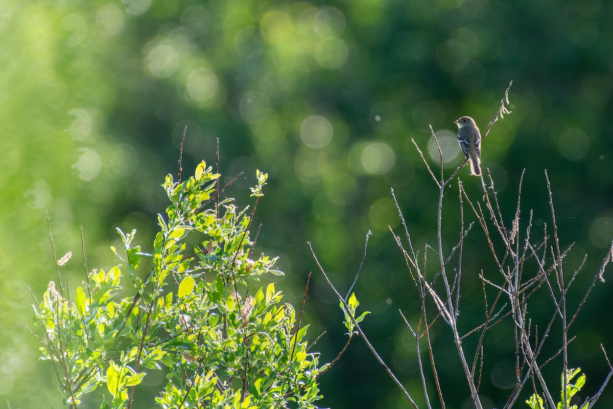 Alder Flycatcher - ML177714831