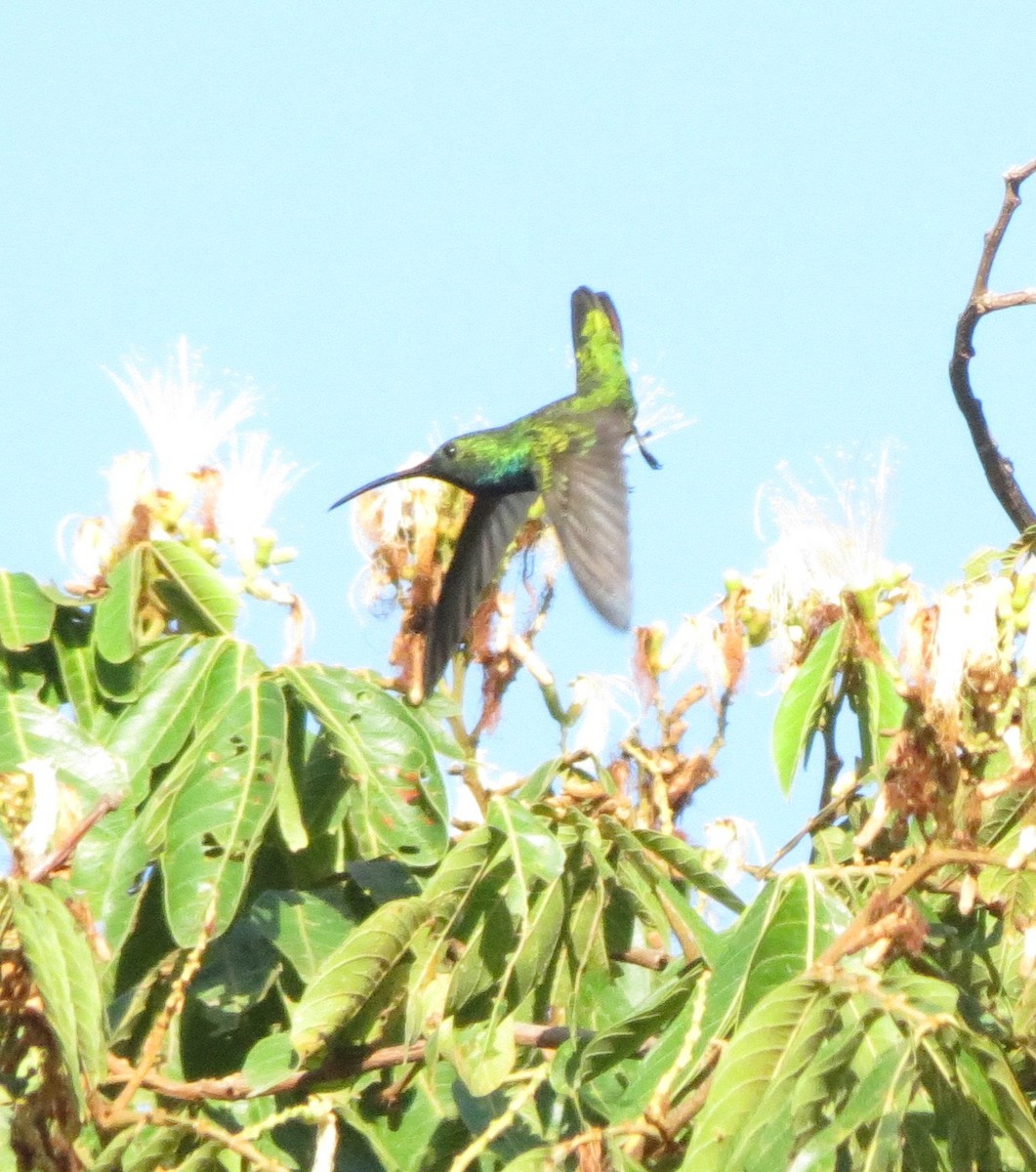 kolibřík lesklý - ML177717401
