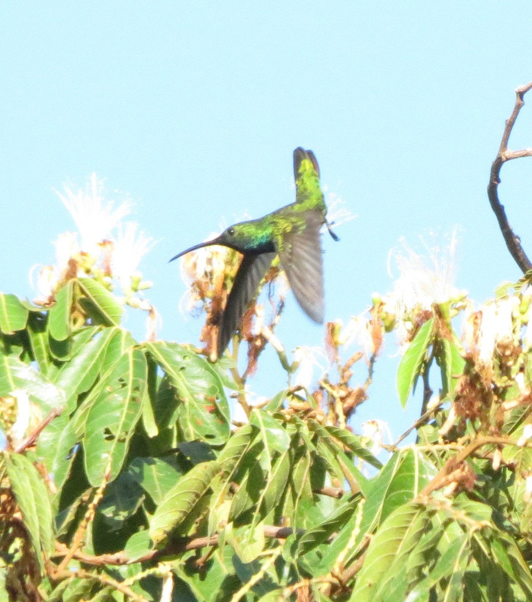 Green-breasted Mango - ML177717401