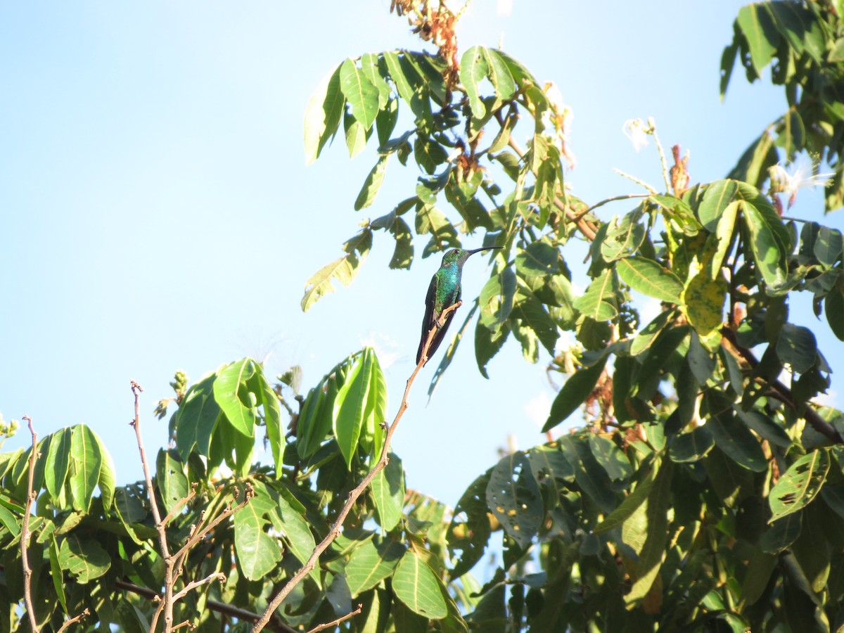 Колібрі-манго зеленогрудий - ML177717411
