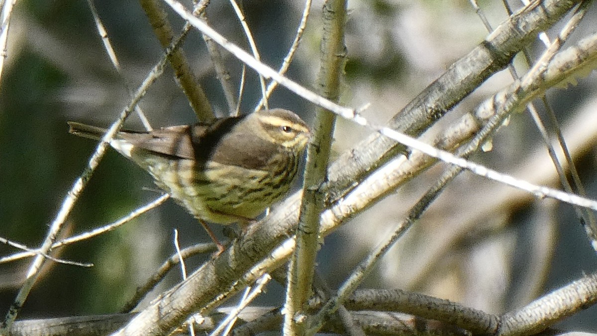 Northern Waterthrush - ML177718481