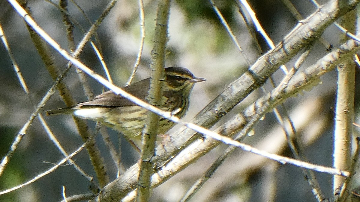 Northern Waterthrush - ML177718491