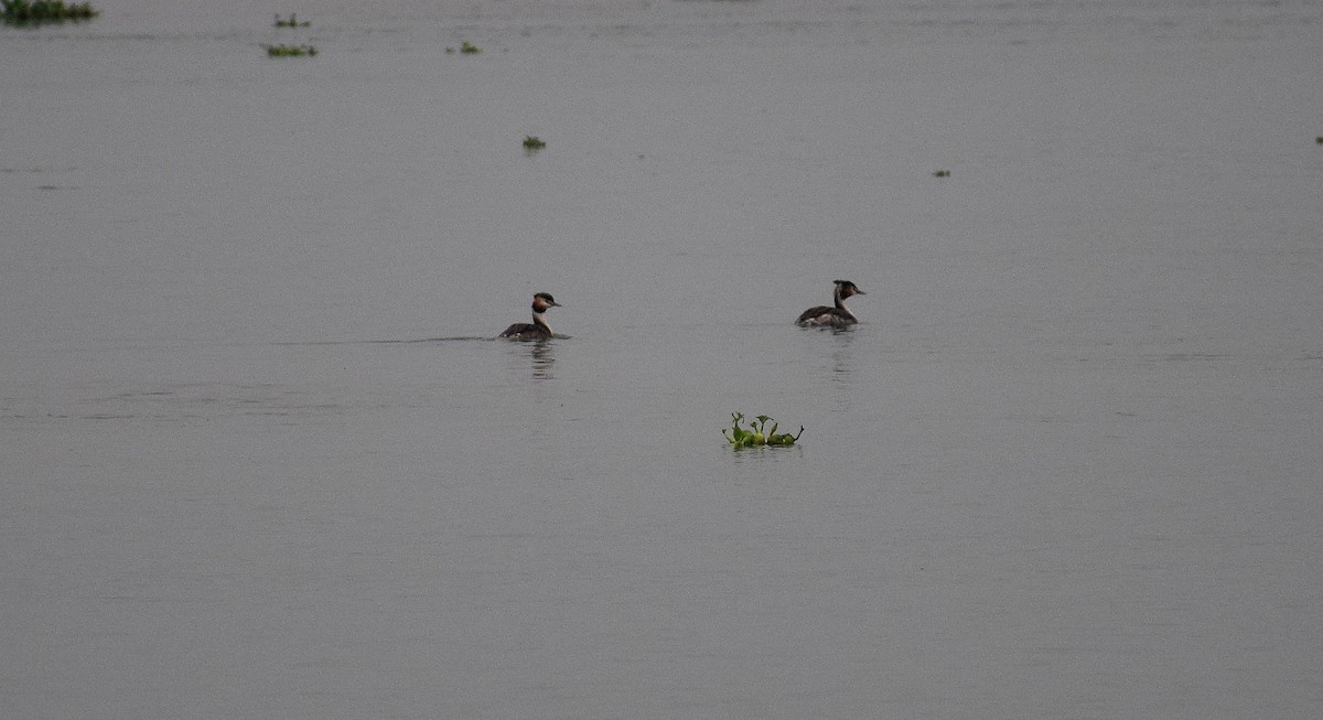 Great Crested Grebe - ML177721671